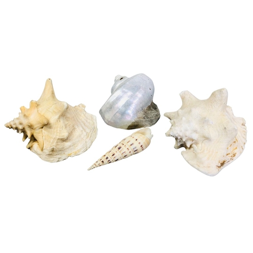 728 - Natural Conch and other Shells x 4