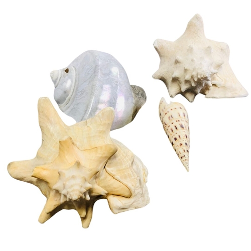 728 - Natural Conch and other Shells x 4