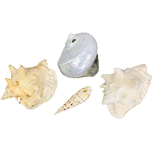 728 - Natural Conch and other Shells x 4