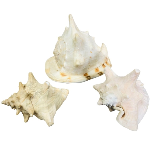 729 - Natural Conch Shells x 3