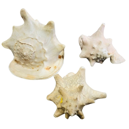 729 - Natural Conch Shells x 3