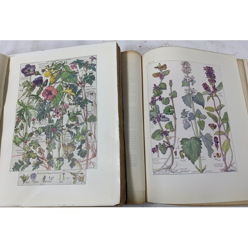 21 - 2 Volumes - Wildflowers of the British Isles - Illustrated and Written by H. Isabel Adams. 1907 Firs... 