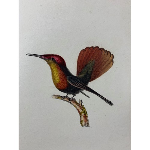 79 - LESSON, René-Primevère (1794-1849). Natural history of hummingbirds. Volume II. Paris: Arthus Bertra... 