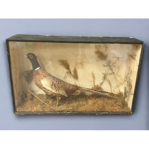 483 - Victorian Cased Taxidermy Pheasant. naturalistic setting.69cm x 49cm