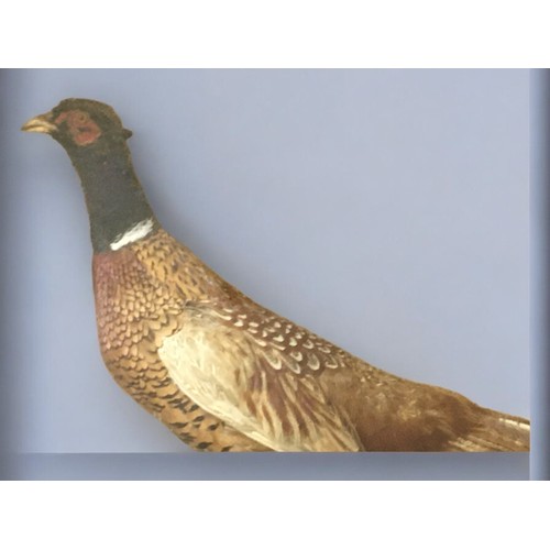 483 - Victorian Cased Taxidermy Pheasant. naturalistic setting.69cm x 49cm