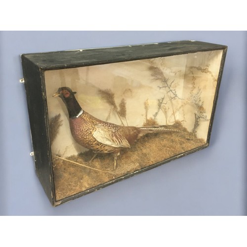 483 - Victorian Cased Taxidermy Pheasant. naturalistic setting.69cm x 49cm