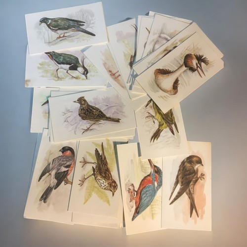 49 - Large Collection of Vintage Cigarette Cards, Post Cards. Some Complete sets, Albums, Ornithological ... 