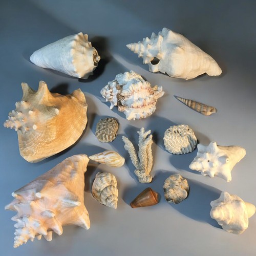 58 - Large Collection of Shells and Corals to include 7 Conch Shells and others.