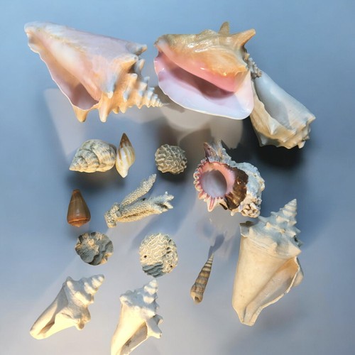 58 - Large Collection of Shells and Corals to include 7 Conch Shells and others.