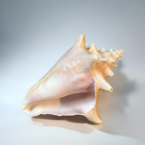 58 - Large Collection of Shells and Corals to include 7 Conch Shells and others.