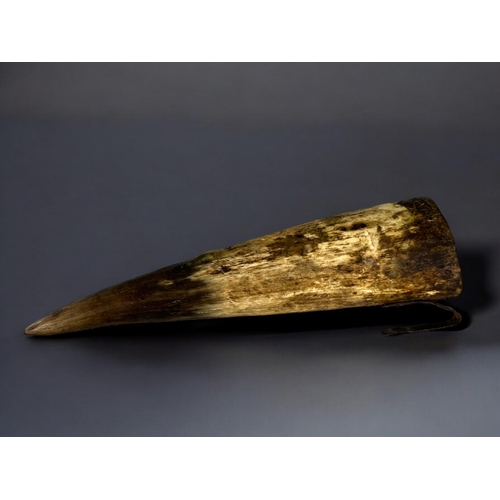 286 - Antique Cow Horn Whestone holder.French, 19th century.Length - 25cm