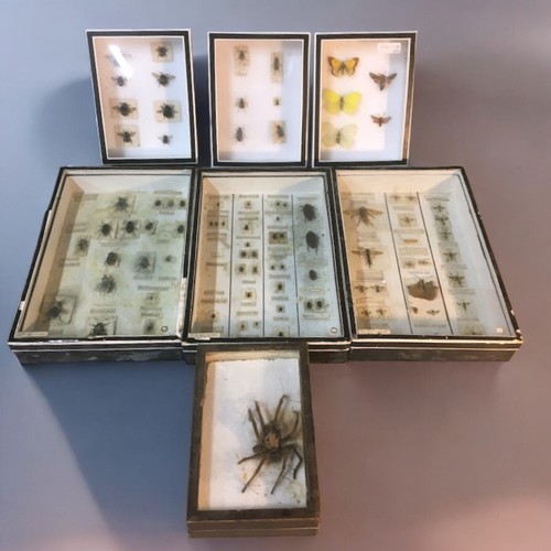 96 - An Early 20th Century and Later Entomology Collection. 6 Cases in Total.