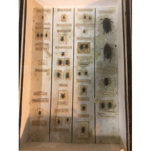 96 - An Early 20th Century and Later Entomology Collection. 6 Cases in Total.