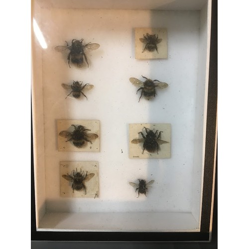 96 - An Early 20th Century and Later Entomology Collection. 6 Cases in Total.