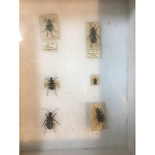 96 - An Early 20th Century and Later Entomology Collection. 6 Cases in Total.