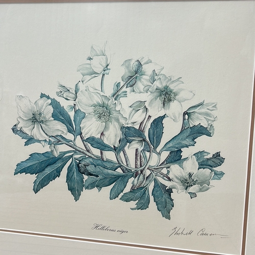 175 - Elizabeth Cameron signed prints Botanical print, 