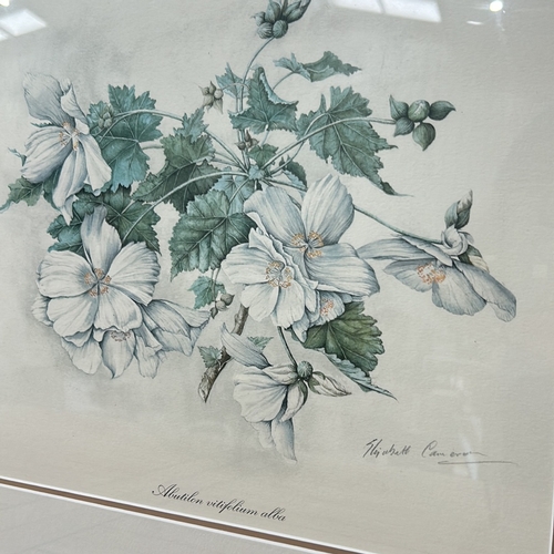 175 - Elizabeth Cameron signed prints Botanical print, 