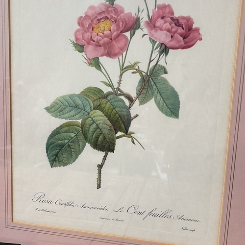 177 - Set of three framed botanical prints of roses, featuring vibrant illustrations by P.J. Redouté. Each... 