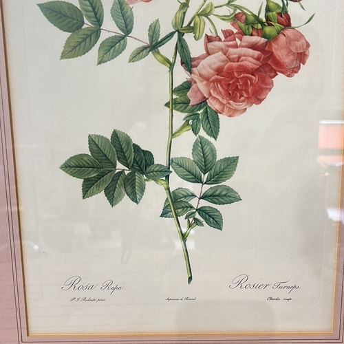 177 - Set of three framed botanical prints of roses, featuring vibrant illustrations by P.J. Redouté. Each... 