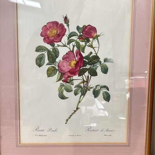 177 - Set of three framed botanical prints of roses, featuring vibrant illustrations by P.J. Redouté. Each... 