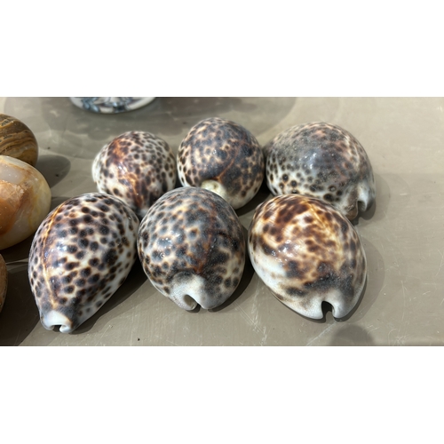 161 - Collection of natural seashells and stones, showcasing various textures and colors. Includes cowrie ... 