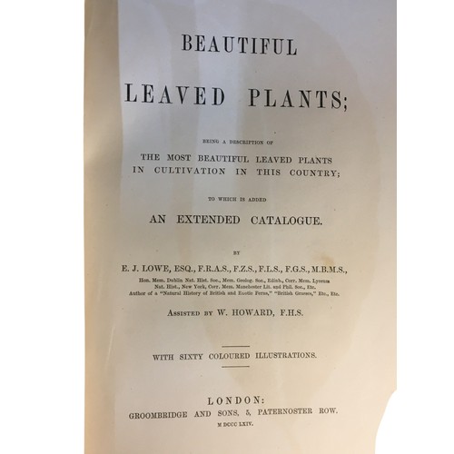 283 - Beautiful Leaved Plants, Being a Description of the Most Beautiful Leaved Plants in Cultivation in T... 