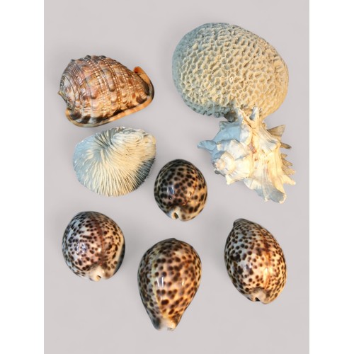 66 - Large Good Brain Coral Specimen, Cowrie and Conch Shells etcBrain Coral 10cm x 16cm x 14cm Weight 76... 