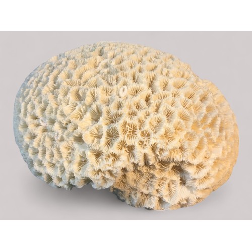 66 - Large Good Brain Coral Specimen, Cowrie and Conch Shells etcBrain Coral 10cm x 16cm x 14cm Weight 76... 