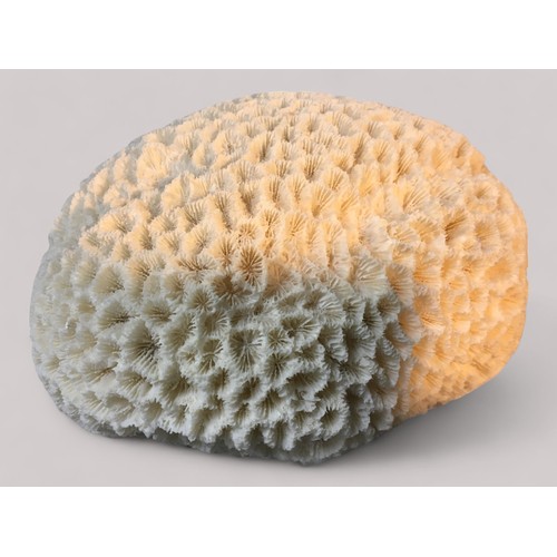 66 - Large Good Brain Coral Specimen, Cowrie and Conch Shells etcBrain Coral 10cm x 16cm x 14cm Weight 76... 