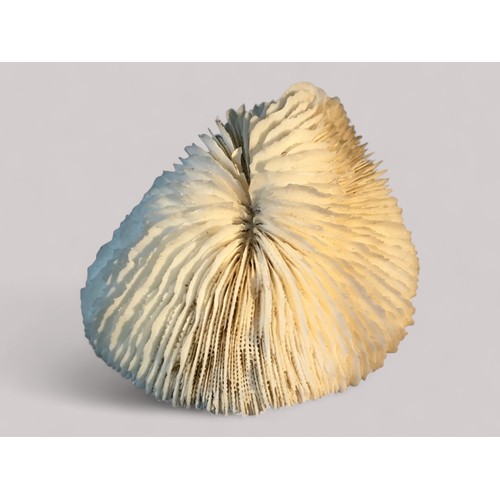 66 - Large Good Brain Coral Specimen, Cowrie and Conch Shells etcBrain Coral 10cm x 16cm x 14cm Weight 76... 