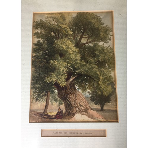 311 - Set of Six 19th Century J. Needham Framed and Glazed Arboreal (Tree) Plates and 6 other Prints and W... 