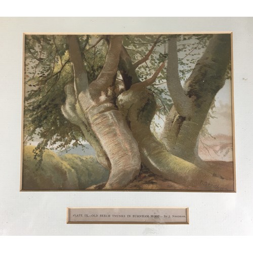 311 - Set of Six 19th Century J. Needham Framed and Glazed Arboreal (Tree) Plates and 6 other Prints and W... 