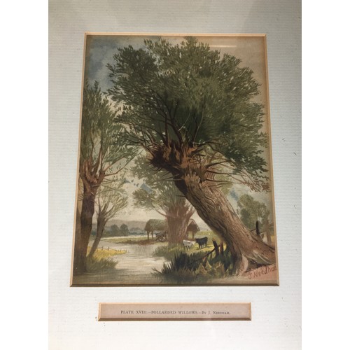 311 - Set of Six 19th Century J. Needham Framed and Glazed Arboreal (Tree) Plates and 6 other Prints and W... 