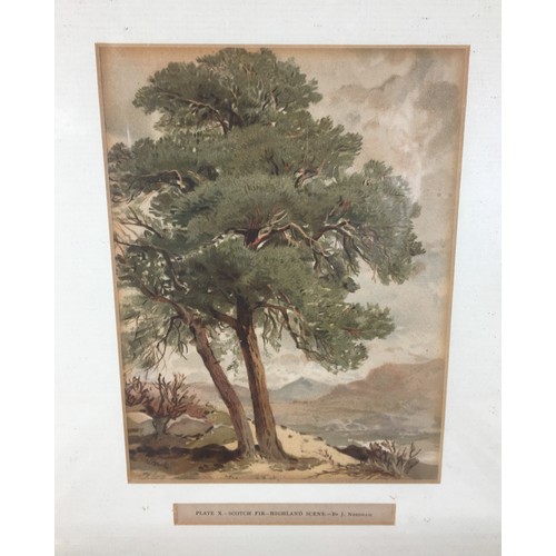 311 - Set of Six 19th Century J. Needham Framed and Glazed Arboreal (Tree) Plates and 6 other Prints and W... 