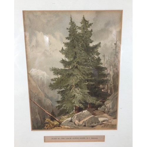 311 - Set of Six 19th Century J. Needham Framed and Glazed Arboreal (Tree) Plates and 6 other Prints and W... 