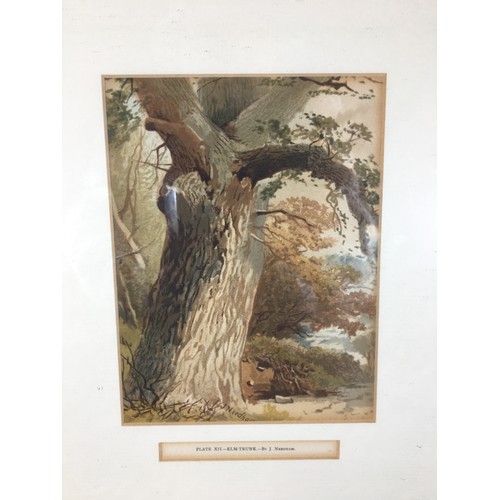 311 - Set of Six 19th Century J. Needham Framed and Glazed Arboreal (Tree) Plates and 6 other Prints and W... 