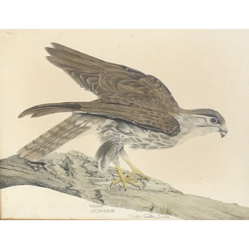 312 - 10 x Decorative Prints and Watercolours Signed and Ltd Edition Examples. Henry Alken Hunting Prints ... 