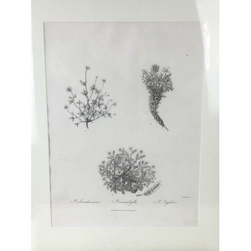 275 - M. Gauci - Pair of Monochrome Botanical Prints in Gilt Wooden Bamboo simulated Frames.H 50cm x W 41c... 