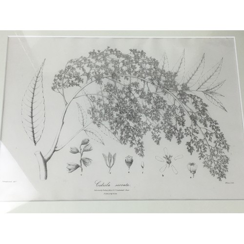 275 - M. Gauci - Pair of Monochrome Botanical Prints in Gilt Wooden Bamboo simulated Frames.H 50cm x W 41c... 