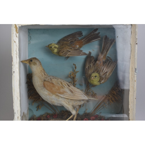 14 - A Victorian cased Taxidermy birds.By A.C Foot of Bath.Containing to pair of Yellowhammer (Emberiza c... 