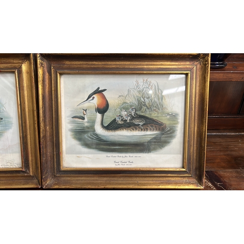 66 - Pair of colour offset prints after John Gould—“Great Crested Grebe” and “Teal”—Graphic Arts Unlimite... 