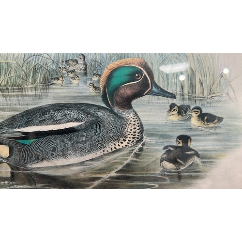 66 - Pair of colour offset prints after John Gould—“Great Crested Grebe” and “Teal”—Graphic Arts Unlimite... 