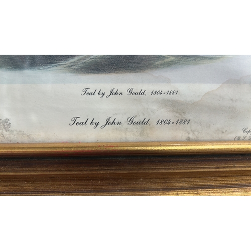 66 - Pair of colour offset prints after John Gould—“Great Crested Grebe” and “Teal”—Graphic Arts Unlimite... 