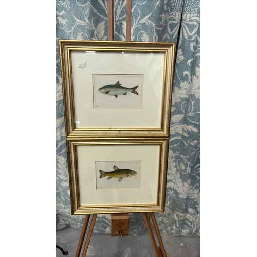 28 - Pair of coloured ichthyological prints, ‘Roach’ and ‘Tench’, double-mounted and presented in matchin... 