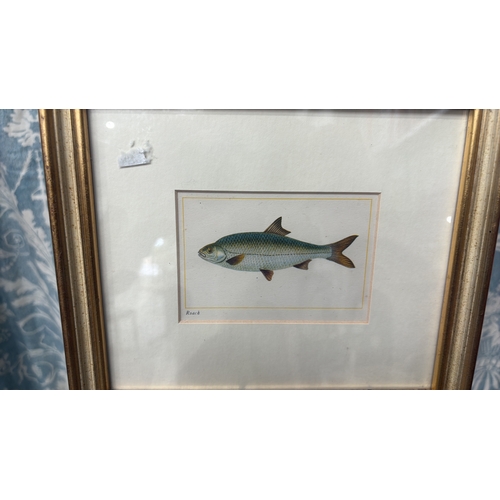 28 - Pair of coloured ichthyological prints, ‘Roach’ and ‘Tench’, double-mounted and presented in matchin... 