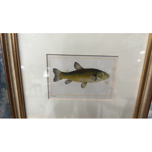 28 - Pair of coloured ichthyological prints, ‘Roach’ and ‘Tench’, double-mounted and presented in matchin... 