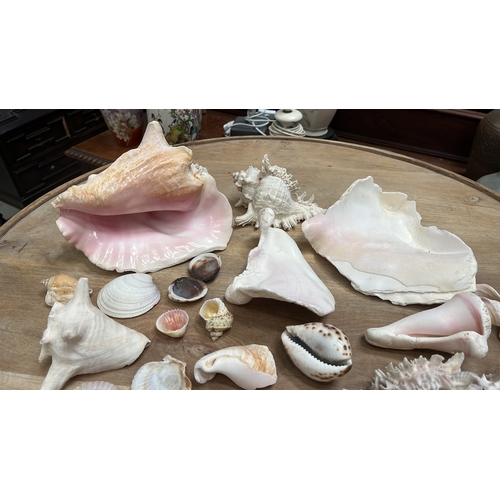 32 - Group of c.30 natural marine shells comprising queen conch, murex, cone, cowrie, trochoid and scallo... 