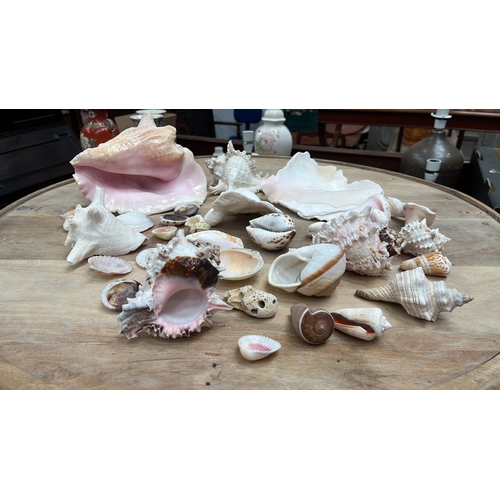 32 - Group of c.30 natural marine shells comprising queen conch, murex, cone, cowrie, trochoid and scallo... 