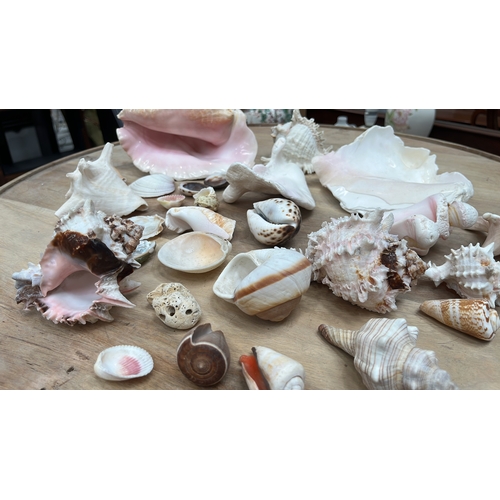 32 - Group of c.30 natural marine shells comprising queen conch, murex, cone, cowrie, trochoid and scallo... 