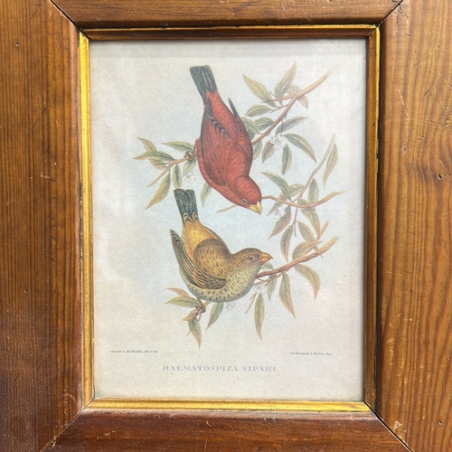 47 - Framed chromolithograph ornithological plate depicting a pair of Scarlet Finches (Haematospiza sipah... 